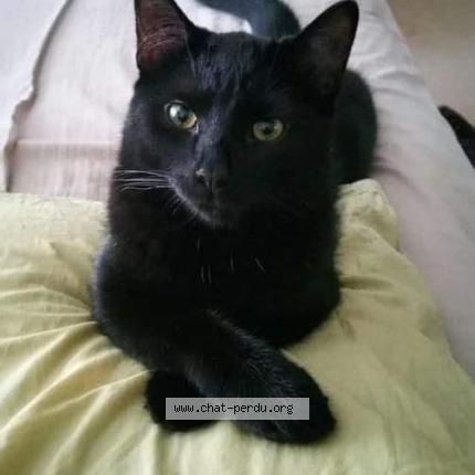 Foto 1/1 Simba Chat perdido en Saint loyer des champs