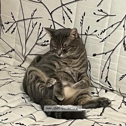 Foto 1/1 Ulysse Chat perdido en Prevencheres