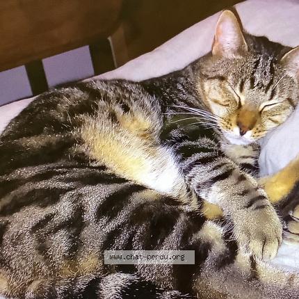 Foto 1/1 Pinceau Chat perdido en Cheval blanc