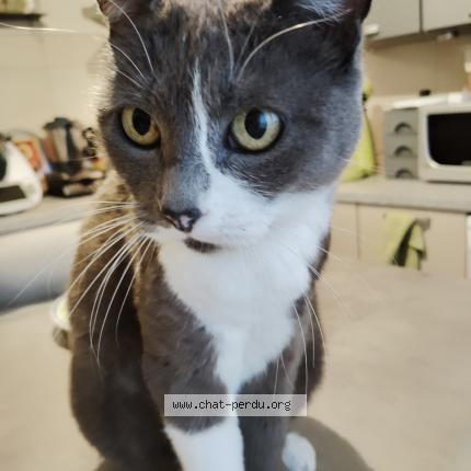 Foto 1/1 Feolia Chat perdido en Pusy et epenoux