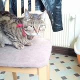 Foto del gato perdido en Sarge Sur Braye