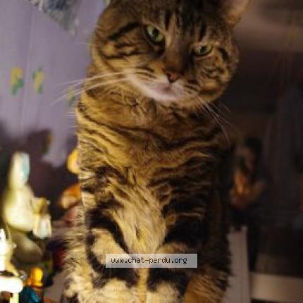 Foto 1/1 Silver Chat perdido en Salazac