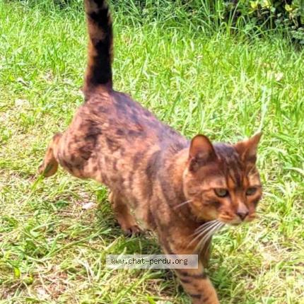 Foto 1/1 Gato encontrado Encontrado en Hendaye