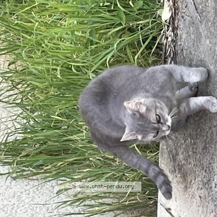 Foto 1/1 Gato encontrado Perdido en Champs sur marne
