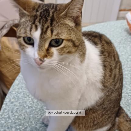 Foto 1/1 Gato encontrado Perdido en Borderes sur l echez