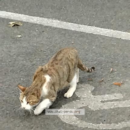 Foto 1/1 Gato encontrado Encontrado en Bussy saint georges