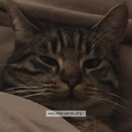 Foto 1/1 Milo Chat perdido en Vitry sur seine