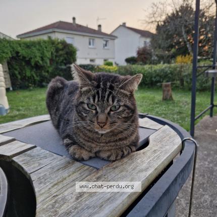 Foto 2/2 Poupouille Chat perdido en La couronne