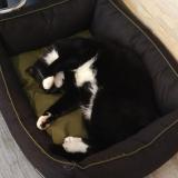 Foto del gato perdido en Le Vivier Sur Mer