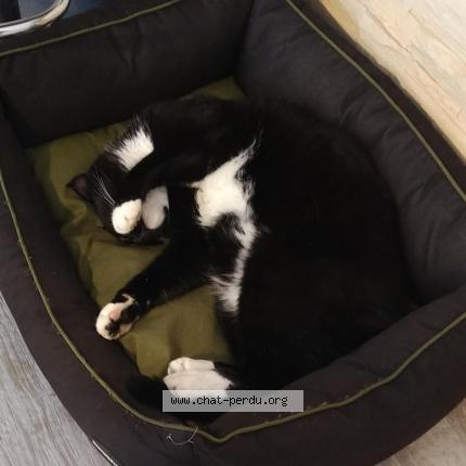 Foto 1/1 merlin Chat perdido en Le vivier sur mer