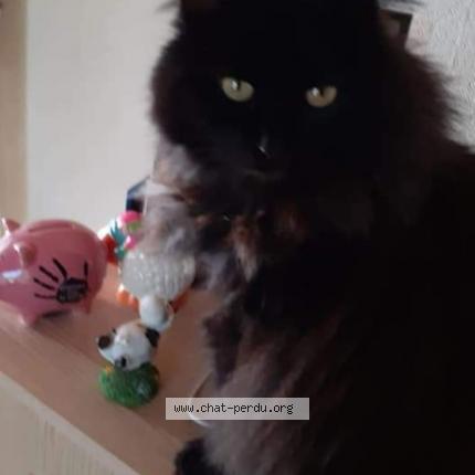 Foto 1/1 Mini Chat perdido en Metabief