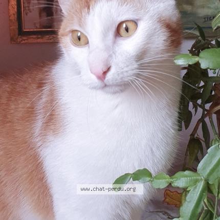 Foto 1/3 Tilki Chat perdido en Saint malo de phily