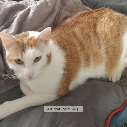 Foto 2/3 Tilki Chat perdido en Saint malo de phily