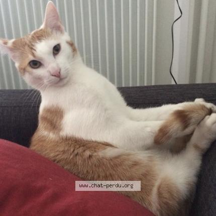 Foto 3/3 Tilki Chat perdido en Saint malo de phily