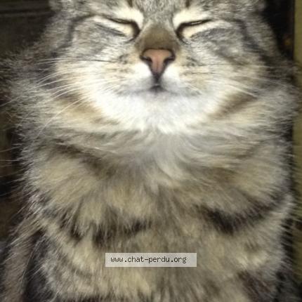 Foto 1/1 Bébé Chat perdido en Chemin d aisey