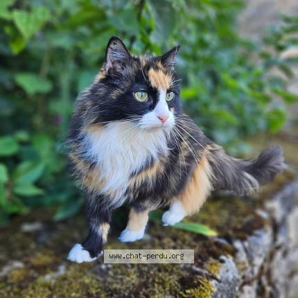 Foto 1/1 Gamine Chat perdido en Bernay en champagne