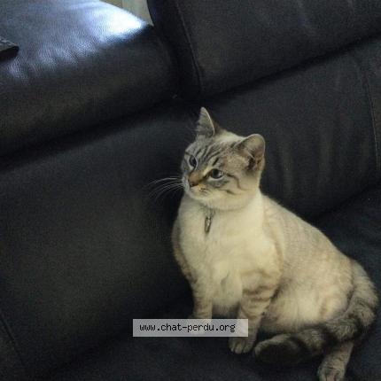 Foto 1/1 Blue Chat perdido en Lomme