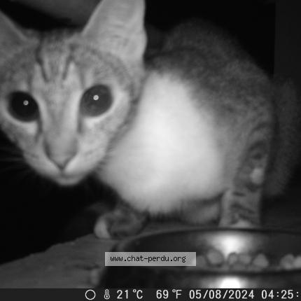 Foto 1/4 Gato encontrado Encontrado en Gap