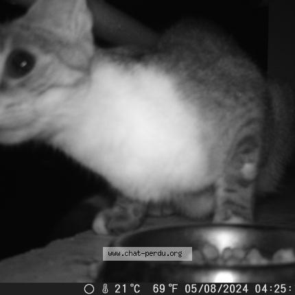 Foto 2/4 Gato encontrado Encontrado en Gap