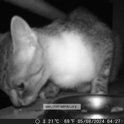 Foto 3/4 Gato encontrado Encontrado en Gap