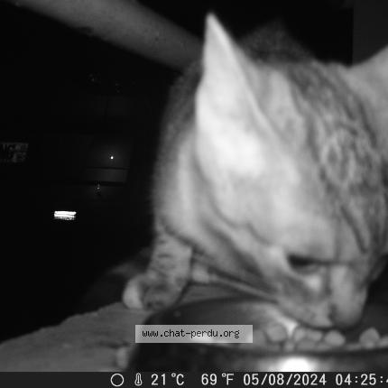 Foto 4/4 Gato encontrado Encontrado en Gap