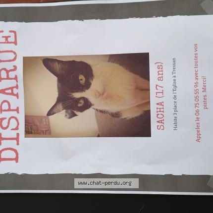 Foto 1/1 SACHA Chat perdido en Tressan