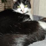 Foto del gato perdido en Pierre Chatel