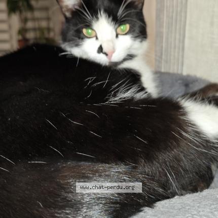 Foto 1/1 MEI Chat perdido en Pierre chatel