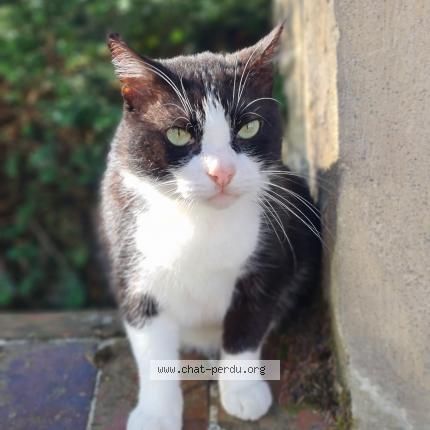 Foto 1/1 Felix Chat perdido en Asnieres sur seine