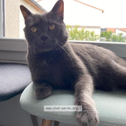 Foto 1/1 Happy Chat perdido en Villeneuve tolosane