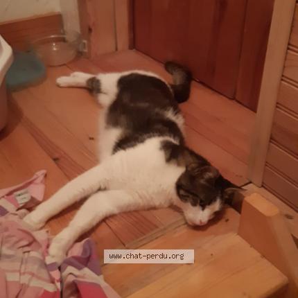 Foto 1/1 Freyja Chat perdido en Montpon menesterol