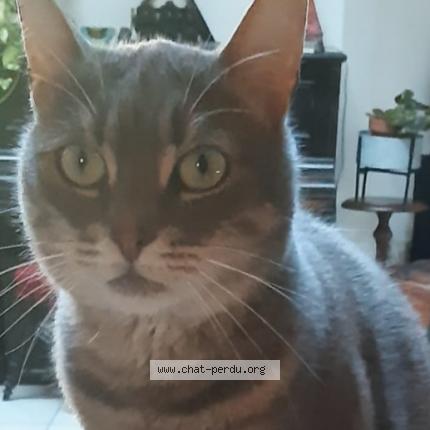 Foto 1/1 Sushi Chat perdido en Saint genis laval