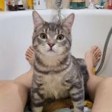 Foto del gato perdido en Petitmont