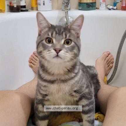 Foto 1/1 trash Chat perdido en Petitmont