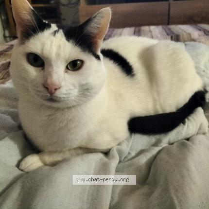 Foto 1/5 Dénis Chat perdido en La tour de peilz