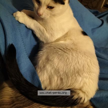 Foto 2/5 D&eacute;nis Chat perdido en La tour de peilz