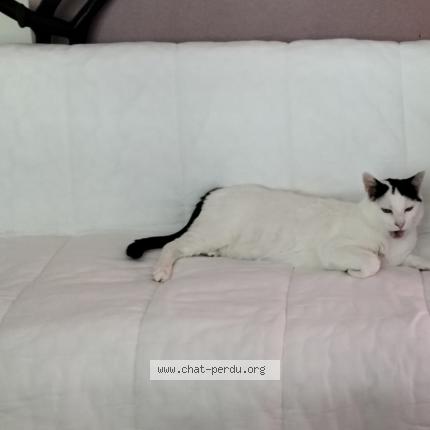 Foto 3/5 D&eacute;nis Chat perdido en La tour de peilz