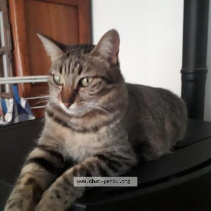 Foto 1/3 Gato encontrado Perdido en Gap