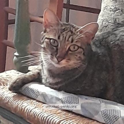 Foto 2/3 Gato encontrado Perdido en Gap