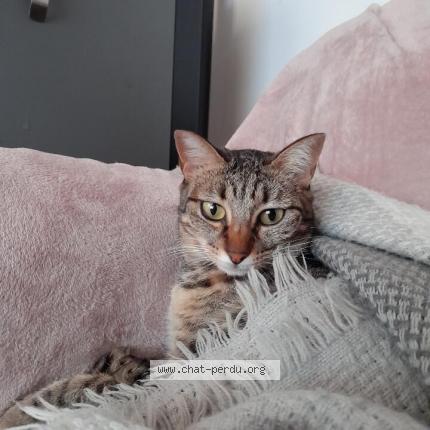 Foto 3/3 Gato encontrado Perdido en Gap