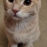 Foto del gato perdido en Petitmont