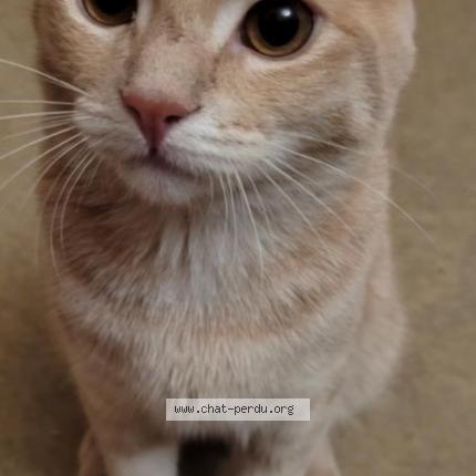 Foto 1/1 spooky Chat perdido en Petitmont
