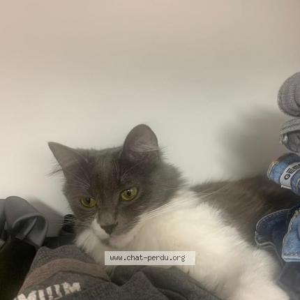 Foto 1/1 Snow Chat perdido en La ville aux clercs