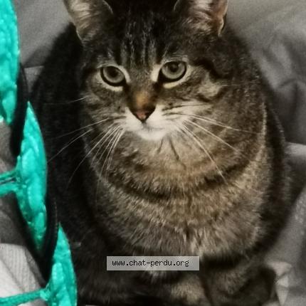 Foto 1/1 Sissi Chat perdido en St nazaire