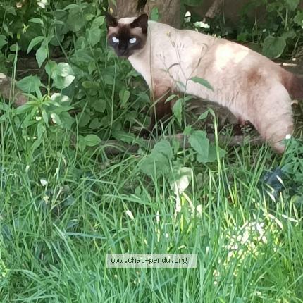 Foto 1/1 Chlo&eacute; Chat perdido en Auray