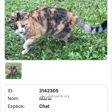 Foto 1/1 Marie Chat perdido en Chateau chervix