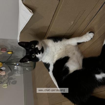 Foto 1/1 Obi Chat perdido en Wattrelos