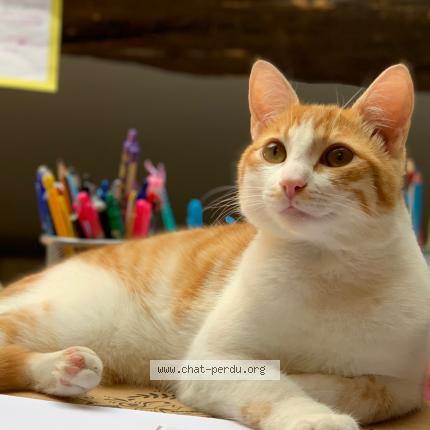 Foto 1/1 Tr&eacute;sor Chat perdido en Mezieres sur seine