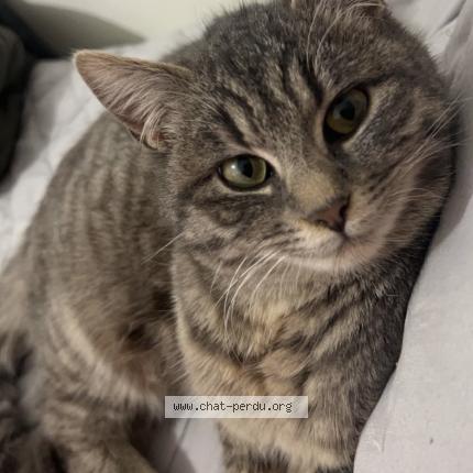 Foto 1/1 Şeker Chat perdido en Macon