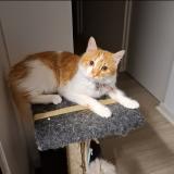 Foto de un gato reunido en Cape Town